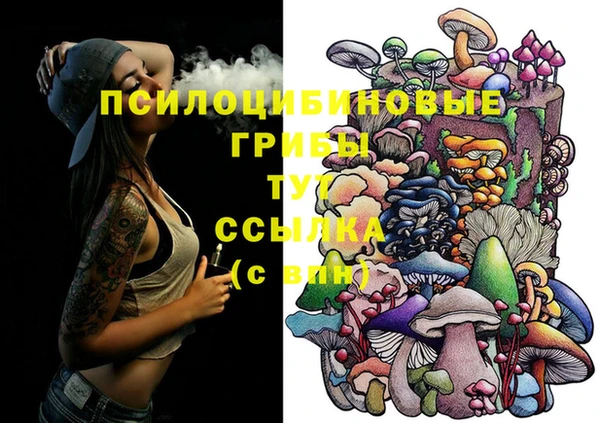 индика Ельня