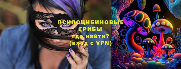 индика Ельня